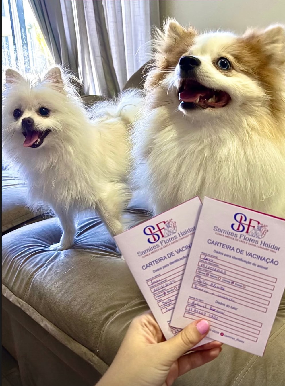 Carteirinhas de vacinação de cães atendidos pela Samires